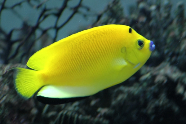 Blålæbet kejser (Apolemichthys trimaculatus )